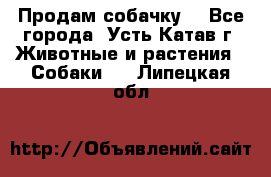 Продам собачку  - Все города, Усть-Катав г. Животные и растения » Собаки   . Липецкая обл.